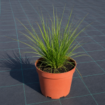 Perovec psiarkovitý (Pennisetum alopecuroides) ‘HAMELN’ - kont. C2L